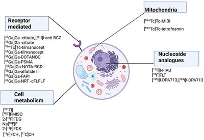 Tuberculosis: Role of Nuclear Medicine and Molecular Imaging With Potential Impact of Neutrophil-Specific Tracers